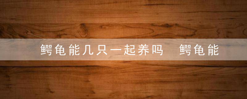 鳄龟能几只一起养吗 鳄龟能不能几只一起养